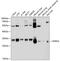 Dehydrogenase/Reductase 4 antibody, 13-554, ProSci, Western Blot image 