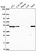 GA Binding Protein Transcription Factor Subunit Beta 1 antibody, NBP2-55876, Novus Biologicals, Western Blot image 