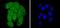 Histone Cluster 1 H2B Family Member K antibody, A11068, Boster Biological Technology, Immunocytochemistry image 