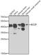 BRCA2 And CDKN1A Interacting Protein antibody, GTX65987, GeneTex, Western Blot image 