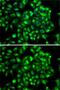 Annexin A2 antibody, GTX32446, GeneTex, Immunofluorescence image 