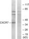 Atypical Chemokine Receptor 3 antibody, LS-B4909, Lifespan Biosciences, Western Blot image 