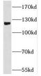Protocadherin Alpha 6 antibody, FNab06201, FineTest, Western Blot image 