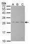 BCL2 Antagonist/Killer 1 antibody, LS-B4072, Lifespan Biosciences, Western Blot image 