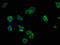 Leucine Rich Repeats And Transmembrane Domains 2 antibody, CSB-PA847660LA01HU, Cusabio, Immunofluorescence image 