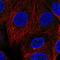 Cyclin F antibody, HPA060596, Atlas Antibodies, Immunocytochemistry image 