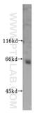 Podocalyxin Like 2 antibody, 16383-1-AP, Proteintech Group, Western Blot image 
