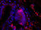 PACAP27 antibody, 250810, Abbiotec, Immunohistochemistry paraffin image 