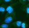 Fibroblast growth factor 10 antibody, A01709, Boster Biological Technology, Immunofluorescence image 