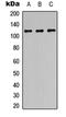 Protein Phosphatase 1 Regulatory Subunit 13B antibody, orb234942, Biorbyt, Western Blot image 