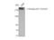 Fms Related Tyrosine Kinase 1 antibody, STJ91359, St John