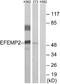 EGF-containing fibulin-like extracellular matrix protein 2 antibody, A30669, Boster Biological Technology, Western Blot image 