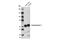 Synaptotagmin 1 antibody, 14558S, Cell Signaling Technology, Western Blot image 