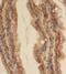 Coiled-coil domain-containing protein 120 antibody, FNab01347, FineTest, Immunohistochemistry paraffin image 