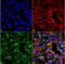 Dityrosine antibody, NBP2-59360, Novus Biologicals, Immunocytochemistry image 