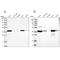 3-Hydroxyisobutyryl-CoA Hydrolase antibody, NBP1-85891, Novus Biologicals, Western Blot image 