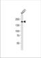 EGFR antibody, TA324355, Origene, Western Blot image 