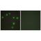 NK6 Homeobox 3 antibody, A13786, Boster Biological Technology, Immunohistochemistry frozen image 