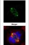 Tubulin Gamma Complex Associated Protein 4 antibody, PA5-30557, Invitrogen Antibodies, Immunofluorescence image 