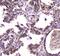 Bromodomain Containing 7 antibody, A01289-1, Boster Biological Technology, Immunohistochemistry paraffin image 