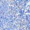 Myeloperoxidase antibody, 15-177, ProSci, Immunohistochemistry frozen image 