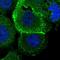 Rod outer segment membrane protein 1 antibody, PA5-65033, Invitrogen Antibodies, Immunofluorescence image 