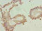 Zinc Finger Protein 184 antibody, A61930-100, Epigentek, Immunohistochemistry paraffin image 
