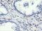 Rho GTPase Activating Protein 25 antibody, NBP2-03024, Novus Biologicals, Immunohistochemistry frozen image 
