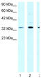 DNA-binding protein A antibody, TA330132, Origene, Western Blot image 
