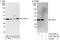 LIM And SH3 Protein 1 antibody, A303-289A, Bethyl Labs, Immunoprecipitation image 