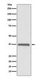 DNA excision repair protein ERCC-1 antibody, M00388, Boster Biological Technology, Western Blot image 