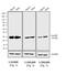 Rabbit IgG antibody, G-21234, Invitrogen Antibodies, Western Blot image 