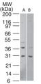Htra antibody, PA5-23395, Invitrogen Antibodies, Western Blot image 