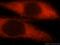 Ubiquitin Conjugating Enzyme E2 L6 antibody, 17278-1-AP, Proteintech Group, Immunofluorescence image 