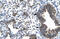 Estrogen-related receptor gamma antibody, ARP31655_T100, Aviva Systems Biology, Immunohistochemistry frozen image 