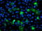 Anaphase Promoting Complex Subunit 2 antibody, LS-C173312, Lifespan Biosciences, Immunofluorescence image 