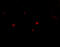 Stromal Interaction Molecule 2 antibody, 4123, ProSci, Immunofluorescence image 