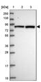 DEAH-Box Helicase 40 antibody, PA5-60685, Invitrogen Antibodies, Western Blot image 