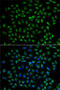 Recombination Signal Binding Protein For Immunoglobulin Kappa J Region antibody, 19-786, ProSci, Immunofluorescence image 