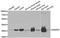 Ankyrin repeat domain-containing protein 1 antibody, abx004731, Abbexa, Western Blot image 