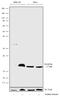 Histone Cluster 1 H2A Family Member M antibody, 710830, Invitrogen Antibodies, Western Blot image 
