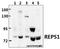 RALBP1 Associated Eps Domain Containing 1 antibody, A09419-1, Boster Biological Technology, Western Blot image 