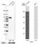 Caldesmon 1 antibody, NBP1-85701, Novus Biologicals, Western Blot image 