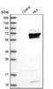 H2.0-like homeobox protein antibody, NBP1-89719, Novus Biologicals, Western Blot image 