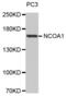 Nuclear Receptor Coactivator 1 antibody, abx000852, Abbexa, Western Blot image 