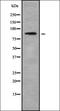 HEAT Repeat Containing 1 antibody, orb338365, Biorbyt, Western Blot image 