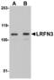 Leucine Rich Repeat And Fibronectin Type III Domain Containing 3 antibody, MBS151293, MyBioSource, Western Blot image 