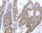 Protein Tat antibody, MBS2529739, MyBioSource, Immunohistochemistry paraffin image 
