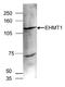 Histone-lysine N-methyltransferase EHMT1 antibody, CI1107, Boster Biological Technology, Western Blot image 