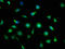 Protein AF1q antibody, LS-C377420, Lifespan Biosciences, Immunofluorescence image 
